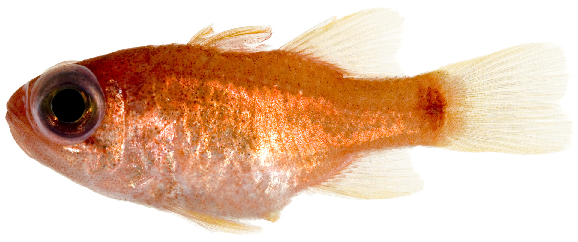 sawcheek cardinalfish (Apogon quadrisquamatus) |commons:File:Apogon cf quadrisquamatus - pone.0010676.g070.png