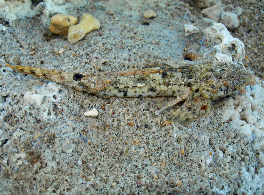 Sawspine Dragonet (Diplogrammus infulatus) |commons:File:Diplogrammus infulatus.jpg