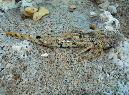 Sawspine Dragonet (Diplogrammus infulatus) |commons:File:Diplogrammus infulatus.jpg