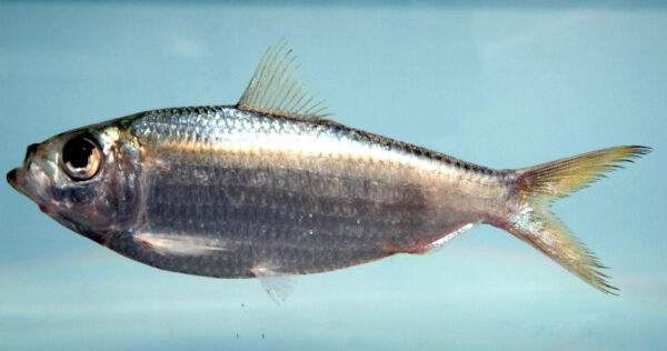 Scaled Sardine (Harengula jaguana) |commons:File:Harengula jaguana.jpg