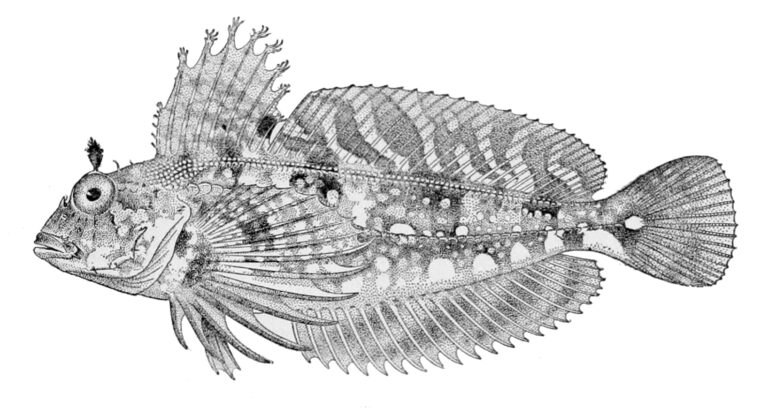 Scaled Sculpin (Archistes biseriatus) |commons:File:Archistes biseriatus.jpg