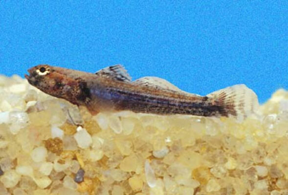 Scaly Goby (Aboma etheostoma) |commons:File:Aboma etheostoma female.jpg