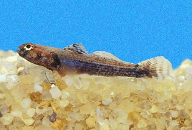 Scaly Goby (Aboma etheostoma) |commons:File:Aboma etheostoma female.jpg