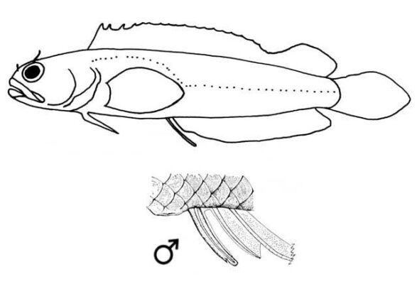 Scalybelly Blenny (Starksia lepidogaster) |commons:File:Starksia lepidogaster.jpg