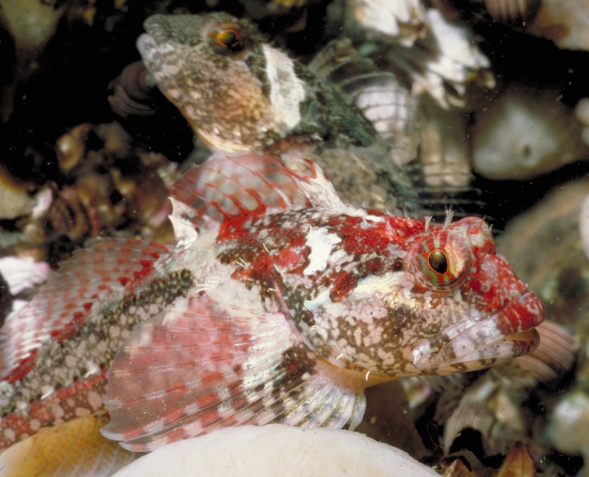 Scalyhead Sculpin (Artedius harringtoni) |commons:File:Artedius harringtoni (scalyhead sculpin).jpg