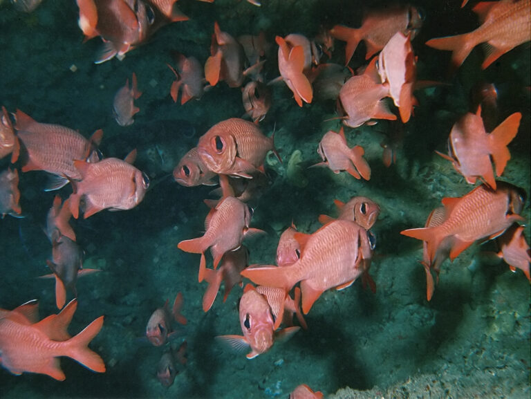 Scarlet Soldierfish (Myripristis pralinia) |commons:File:Myripristis pralinia.jpg