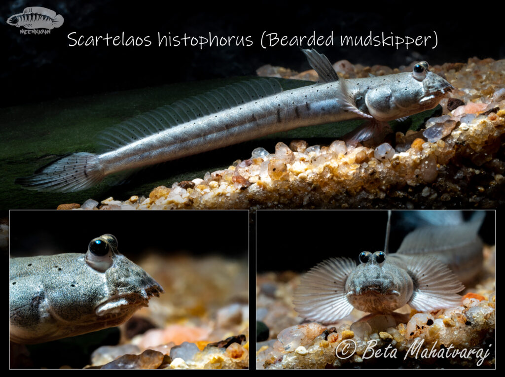Scartelaos histophorus (Scartelaos histophorus) |commons:File:Scartelaos histophorus.jpg