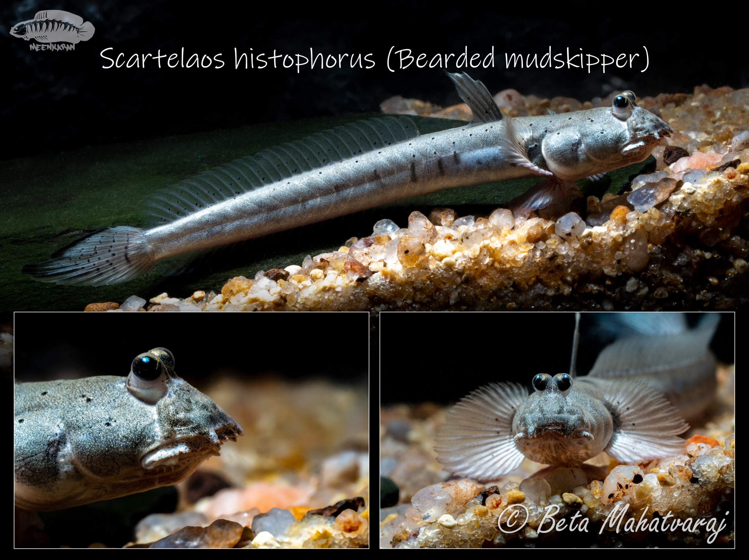 Scartelaos histophorus (Scartelaos histophorus) |commons:File:Scartelaos histophorus.jpg