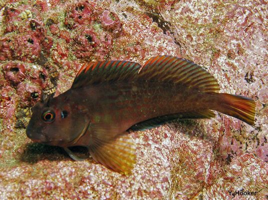 Scartichthys gigas (Scartichthys gigas) |commons:File:Scartichthys gigas "borracho".jpg