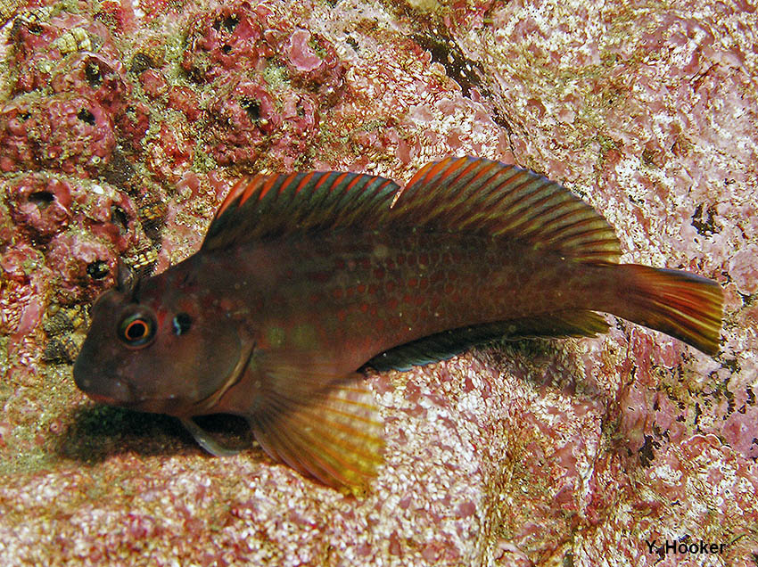 Scartichthys gigas (Scartichthys gigas) |commons:File:Scartichthys gigas "borracho".jpg