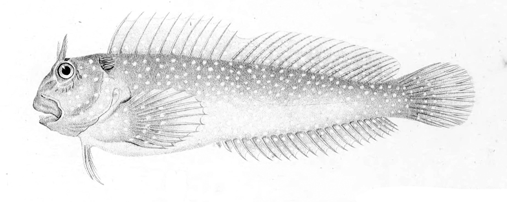 Scartichthys variolatus (Scartichthys variolatus) |commons:File:Scartichthys variolatus.jpg