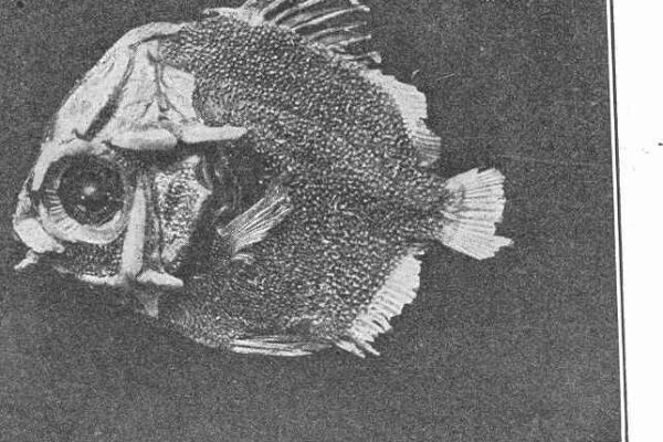 Scatophagus argus (Scatophagus argus) |commons:File:FMIB 47502 Scatophagus argus, Young.jpeg