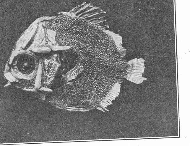 Scatophagus argus (Scatophagus argus) |commons:File:FMIB 47502 Scatophagus argus, Young.jpeg