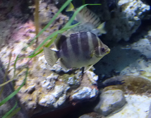 Scatty (Scatophagus tetracanthus) |commons:File:Scatophagus tetracanthus.png