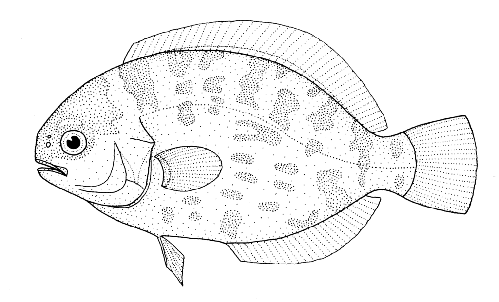 Schedophilus maculatus (Schedophilus maculatus) |commons:File:Schedophilus maculatus (Pelagic butterfish).gif