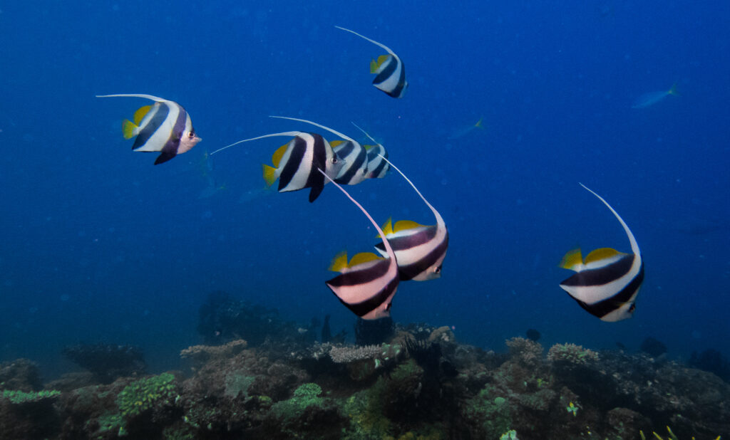 Schooling Bannerfish (Heniochus diphreutes) |commons:File:Heniochus diphreutes 108617947.jpg