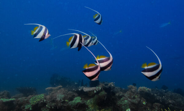 Schooling Bannerfish (Heniochus diphreutes) |commons:File:Heniochus diphreutes 108617947.jpg