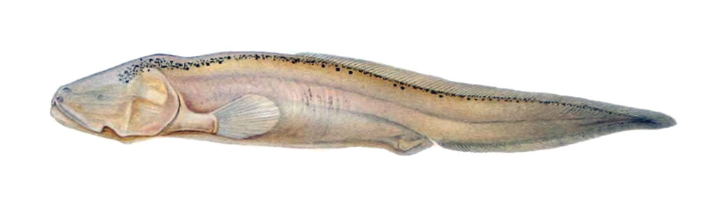 Sciadonus cryptophthalmus (Sciadonus cryptophthalmus) |commons:File:Sciadonus cryptophthalmus.jpg