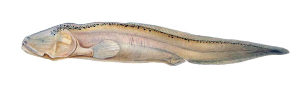 Sciadonus cryptophthalmus (Sciadonus cryptophthalmus) |commons:File:Sciadonus cryptophthalmus.jpg