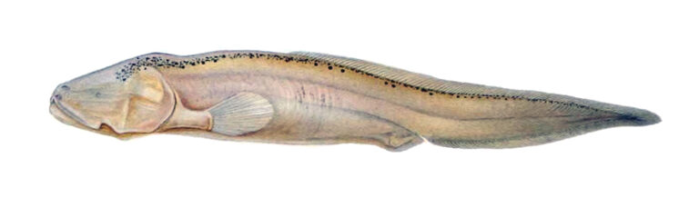 Sciadonus cryptophthalmus (Sciadonus cryptophthalmus) |commons:File:Sciadonus cryptophthalmus.jpg