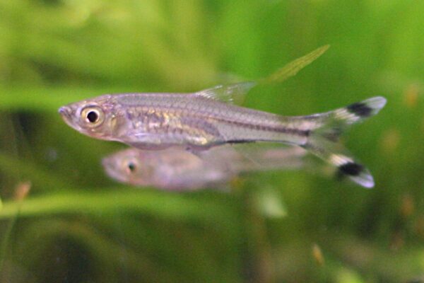 Scissortail Rasbora (Rasbora trilineata) |commons:File:Rasbora trilineata.jpg