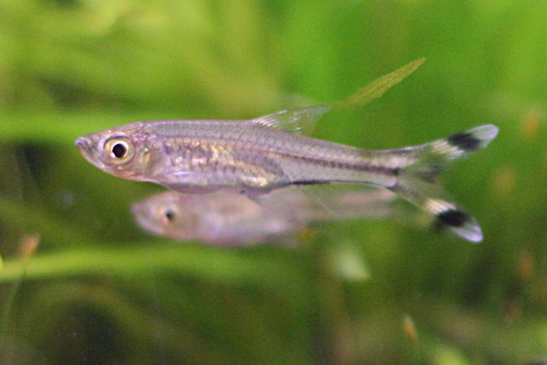 Scissortail Rasbora (Rasbora trilineata) |commons:File:Rasbora trilineata.jpg