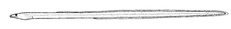 Scolecenchelys brevicaudata (Scolecenchelys brevicaudata) |commons:File:Scolecenchelys breviceps (Long-finned worm eel).gif