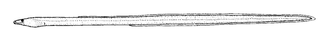 Scolecenchelys breviceps (Scolecenchelys breviceps) |commons:File:Scolecenchelys breviceps (Long-finned worm eel).gif