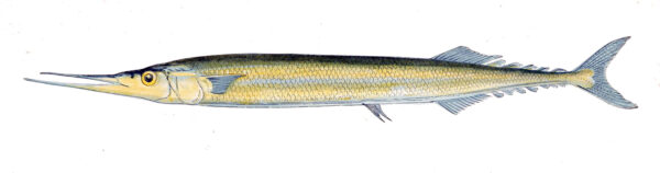 Scomberesox scombroides (Scomberesox scombroides) |commons:File:Scomberesox saurus saurus.jpg