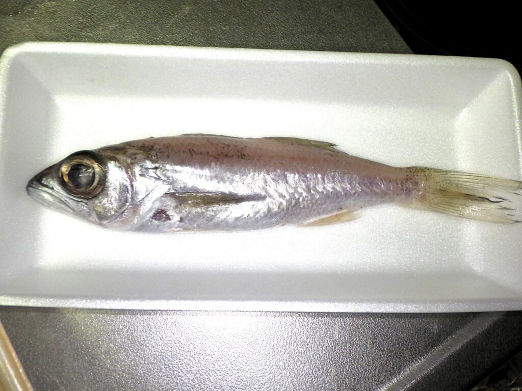 Scombrops gilberti (Scombrops gilberti) |commons:File:Scombrops gilberti.jpg