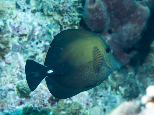 Scopas Tang (Zebrasoma scopas) |commons:File:Brushtail tang (Zebrasoma scopas) (37188513071).jpg