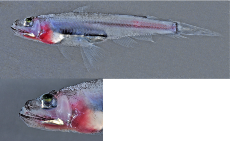 Scopelarchoides nicholsi (Scopelarchoides nicholsi) |commons:File:Scopelarchoides nicholsi.png