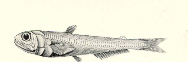Scopelarchus guentheri (Scopelarchus guentheri) |commons:File:FMIB 45463 Scopelarchus guentheri, from the Arabian Sea, 947 fathoms; a curious generalised Scopeloid.jpeg