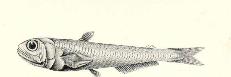 Scopelarchus guentheri (Scopelarchus guentheri) |commons:File:FMIB 45463 Scopelarchus guentheri, from the Arabian Sea, 947 fathoms; a curious generalised Scopeloid.jpeg