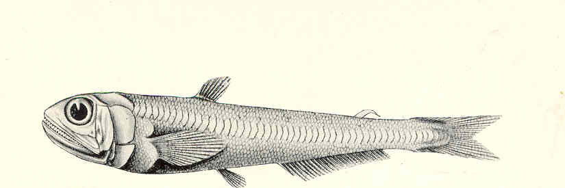 Scopelarchus guentheri (Scopelarchus guentheri) |commons:File:FMIB 45463 Scopelarchus guentheri, from the Arabian Sea, 947 fathoms; a curious generalised Scopeloid.jpeg