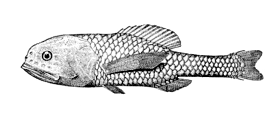Scopelogadus beanii (Scopelogadus beanii) |commons:File:Scopelogadus beanii.jpg