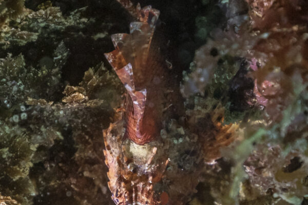 Scorpionfish Scorpaena scrofa