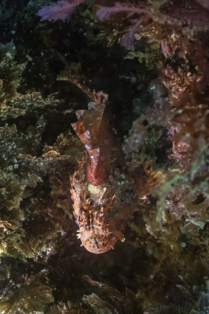 Scorpionfish Scorpaena scrofa