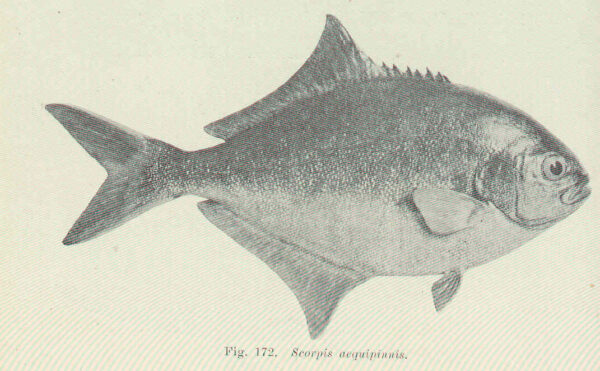 Scorpis aequipinnis (Scorpis aequipinnis) |commons:File:FMIB 45675 Scorpis aequipinnis.jpeg