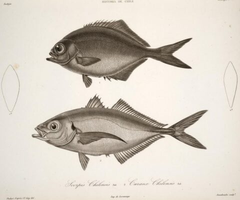 Scorpis chilensis (Scorpis chilensis) |commons:File:Scorpis chilensis Pseudocaranx chilensis.JPG