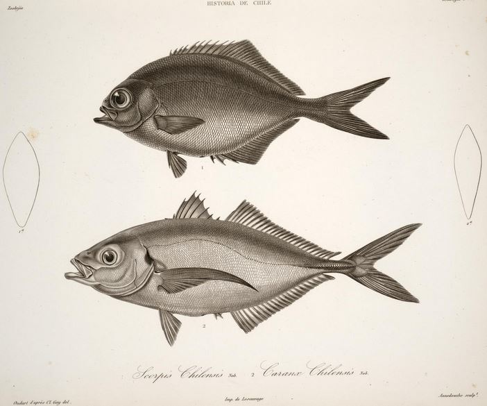 Scorpis chilensis (Scorpis chilensis) |commons:File:Scorpis chilensis Pseudocaranx chilensis.JPG