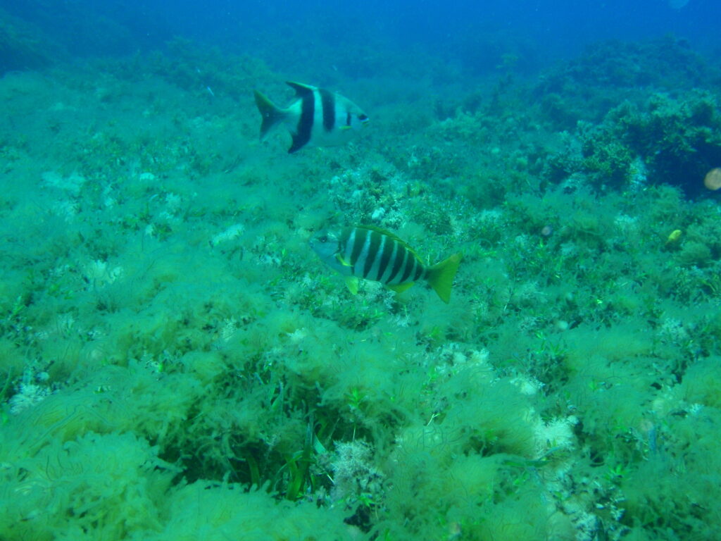 Scorpis georgiana (Scorpis georgiana) |commons:File:Scorpis georgianus and Girella zebra P1021021.JPG