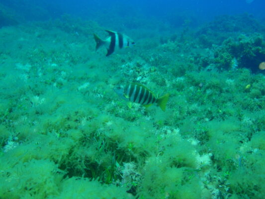 Scorpis georgiana (Scorpis georgiana) |commons:File:Scorpis georgianus and Girella zebra P1021021.JPG