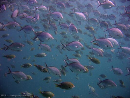 Scorpis lineolata (Scorpis lineolata) |commons:File:Scorpis lineolata.jpg