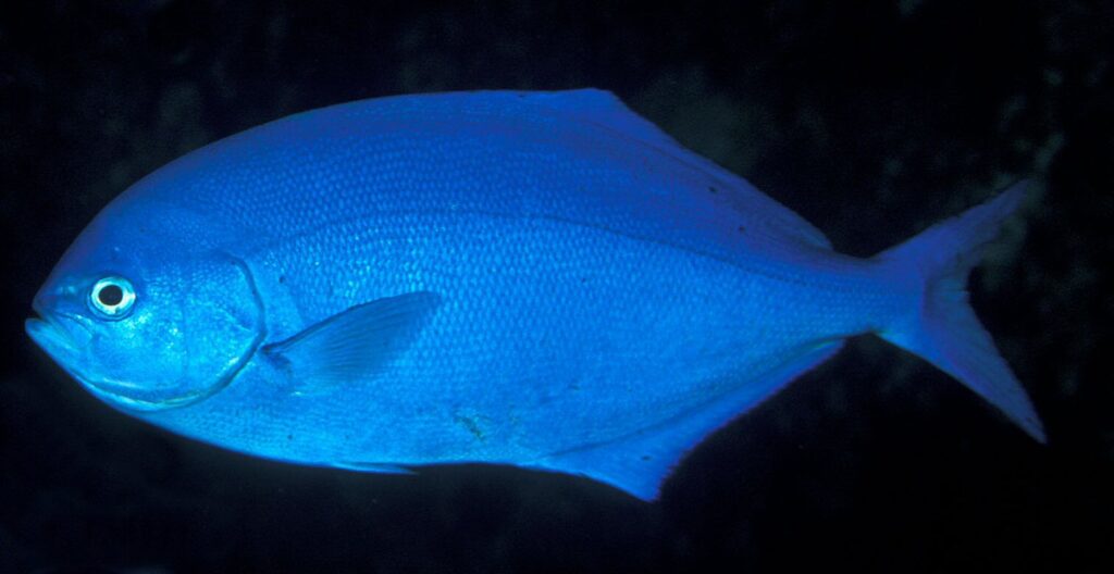 Scorpis violacea (Scorpis violacea) |commons:File:Scorpis violacea (Blue maomao).jpg