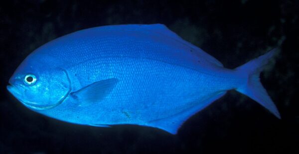 Scorpis violacea (Scorpis violacea) |commons:File:Scorpis violacea (Blue maomao).jpg