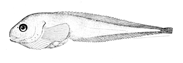 Scotian Snailfish (Careproctus ranula) |commons:File:Careproctus ranula.jpg