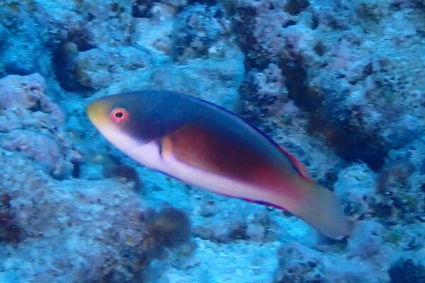 Scott Wrasse Cirrhilabrus scottorum
