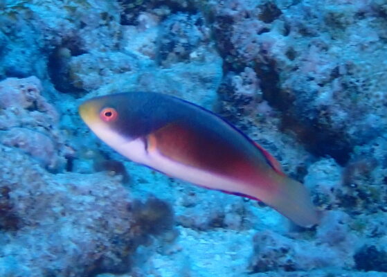 Scott's Fairy Wrasse (Cirrhilabrus scottorum) |commons:File:Cirrhilabrus scottorum, Oqea Levu, Fiji imported from iNaturalist photo 444189889.jpg