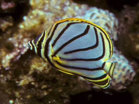Scrawled Butterflyfish (Chaetodon meyeri) |commons:File:Bep chaetodon meyeri.jpg